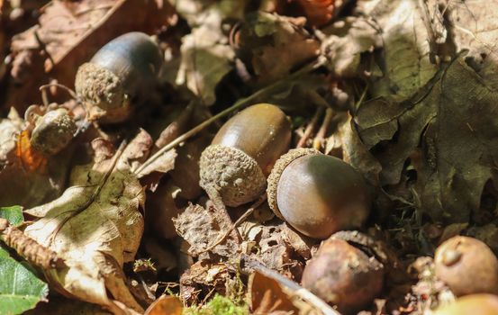 Forest floor with beech nuts from oaks. Nature background texture with copy space. High angle view from above