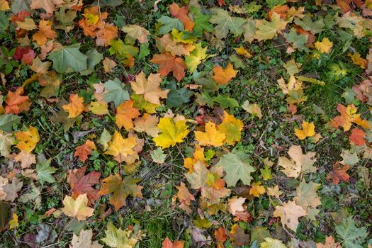 Yellow, orange and red September autumn maple leaves on the ground in a beautiful autumn Park.