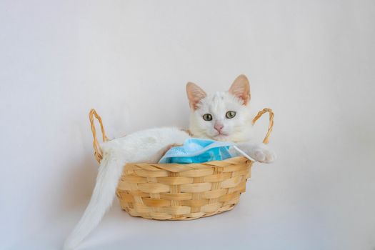 A white cat lies in a basket playing with a medical mask on a white background,looking at the camera.