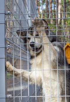 Beautiful and kind shepherd Alaskan Malamute stood on its hind legs in the enclosure and looks smart eyes. An indoor aviary.