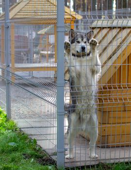 Beautiful and kind shepherd Alaskan Malamute stood on its hind legs in the enclosure and looks smart eyes. An indoor aviary.