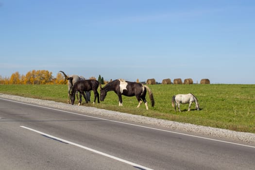 Horses and mares graze along a busy road. On the background of a beautiful field and hay bales for animals.Horses of different colors, black and white