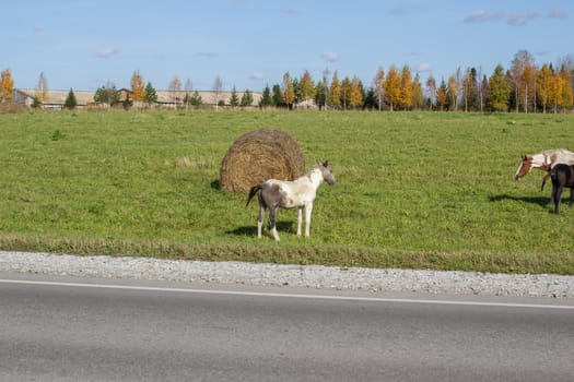 Horses and mares graze along a busy road. On the background of a beautiful field and hay bales for animals.Horses of different colors, black and white