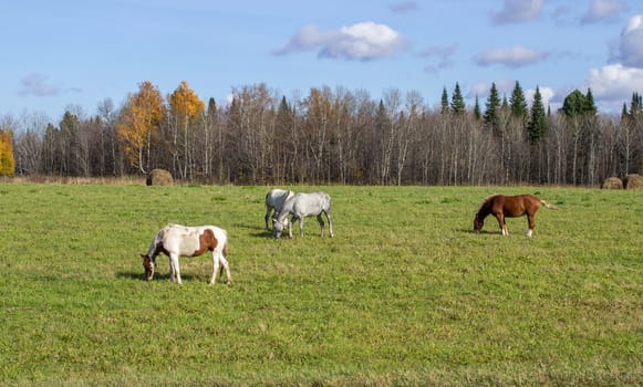 Horses and mares graze along a busy road. On the background of a beautiful field and hay bales for animals.Horses of different colors, brown and white