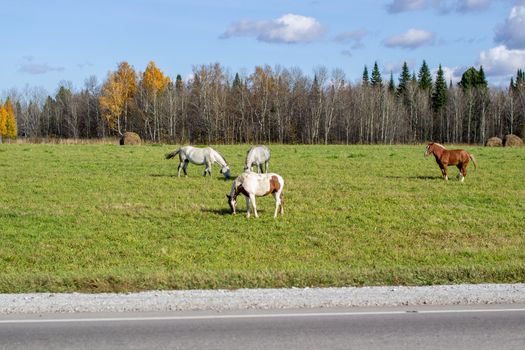 Horses and mares graze along a busy road. On the background of a beautiful field and hay bales for animals.Horses of different colors, brown and white