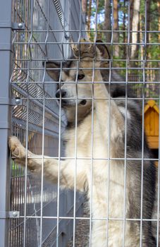 Beautiful and kind shepherd Alaskan Malamute stood on its hind legs in the enclosure and looks smart eyes. An indoor aviary.