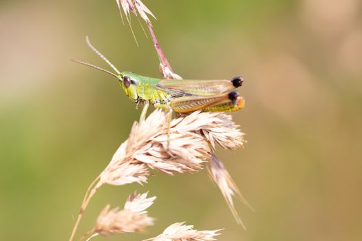 Grasshopper on yellow grass, selective focus on eye