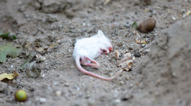 Single white dead mouse, selective focus on eye