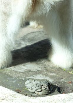 Polarbear pooing, selective focus on the poo