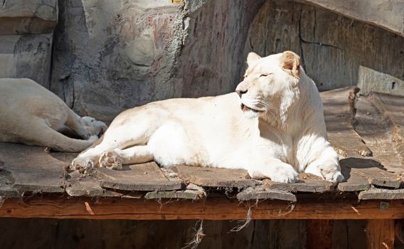 White lion resting on a scaffold, relaxing in the sun