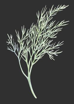 Fresh fennel isolated on dark background. Green dill. Watercolor illustration. Realistic botanical art. Hand Drawn. Vegetarian Ingredient. For logo, packaging, print, organic food, market store shop.