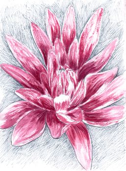 Pink lily flower drawing. Hand-drawn illustration of lotus