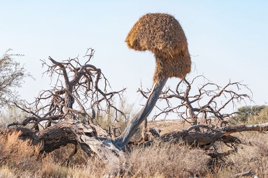 A communal bird nest on a dead tree in the arid Kgalagadi