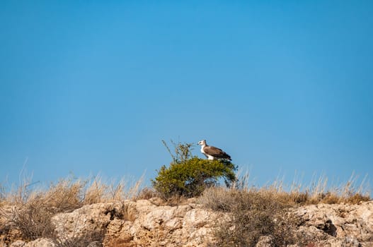 An immature martial eagle, Polemaetus bellicosus, on a tree in the Kgalagadi