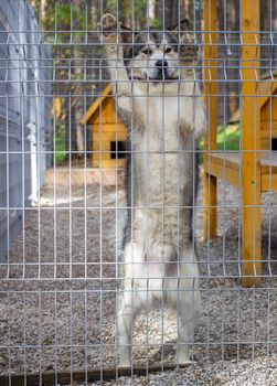 Beautiful and kind shepherd Alaskan Malamute stood on its hind legs in the enclosure and looks smart eyes. An indoor aviary.