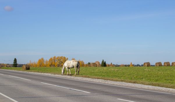 Horses and mares graze along a busy road. On the background of a beautiful field and hay bales for animals.Horses of different colors, black and white