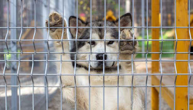 Good shepherd Alaskan Malamute stood on its hind legs in the enclosure and looks smart eyes. Sad face close-up. An indoor aviary.