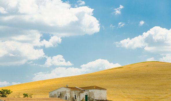 The Italian countryside in the summer. A farm with cornfields of an intense yellow under a blue sky with white clouds