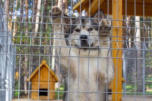 Beautiful and kind shepherd Alaskan Malamute stood on its hind legs in the enclosure and looks smart eyes. An indoor aviary.