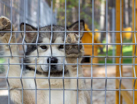 Good shepherd Alaskan Malamute stood on its hind legs in the enclosure and looks smart eyes. Sad face close-up. An indoor aviary.