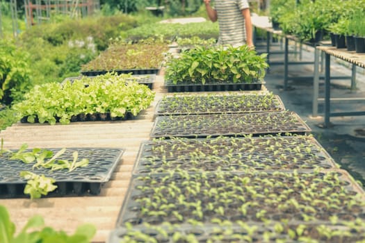 vegetable sprout seedling plant growing in nursery greenhouse in farm