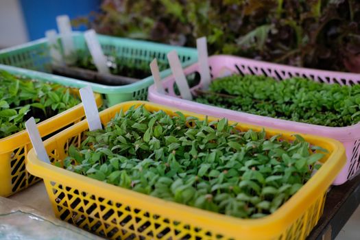 vegetable sprout seedling plant growing in nursery greenhouse in farm
