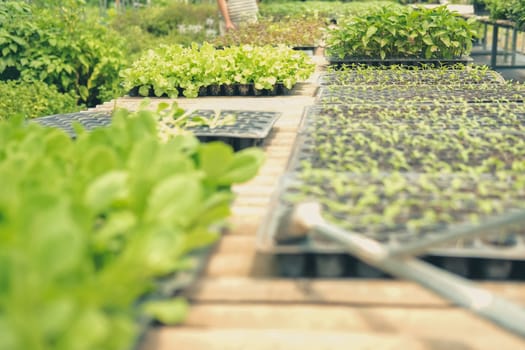 vegetable sprout seedling plant growing in nursery greenhouse in farm