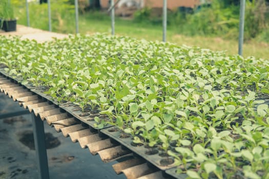 vegetable sprout seedling plant growing in nursery greenhouse in farm
