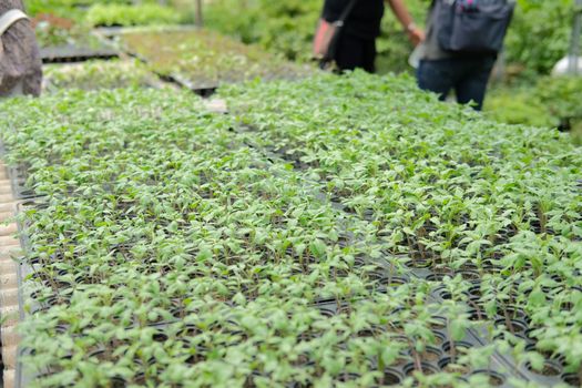 vegetable sprout seedling plant growing in nursery greenhouse in farm