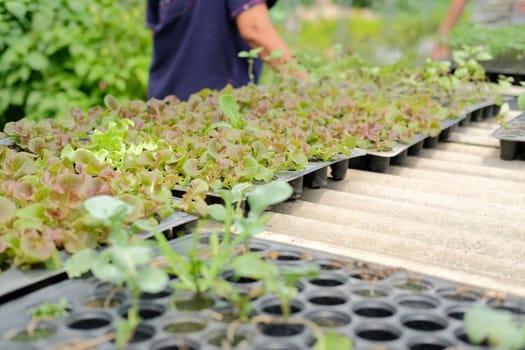 vegetable sprout seedling plant growing in nursery greenhouse in farm