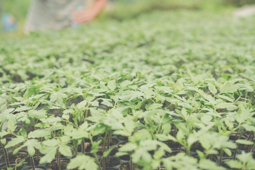 vegetable sprout seedling plant growing in nursery greenhouse in farm