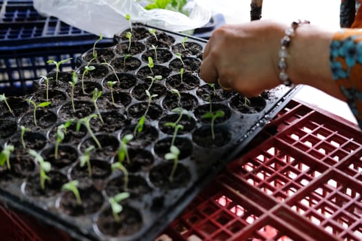 hand growing vegetable sprout seedling plant in nursery greenhouse in farm