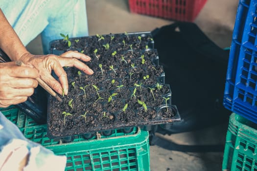 hand growing vegetable sprout seedling plant in nursery greenhouse in farm