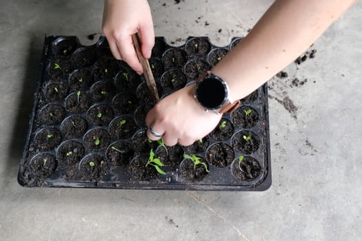hand growing vegetable sprout seedling plant in nursery greenhouse in farm
