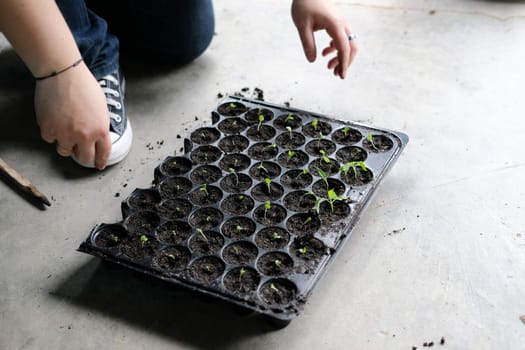 hand growing vegetable sprout seedling plant in nursery greenhouse in farm