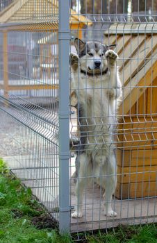 Beautiful and kind shepherd Alaskan Malamute stood on its hind legs in the enclosure and looks smart eyes. An indoor aviary.