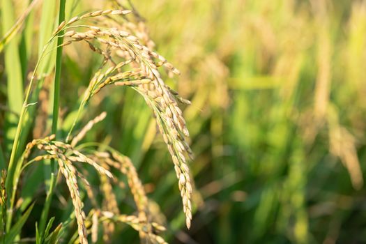 Close up of golden ear of rice getting ripe on paddy rice field,North Italy.