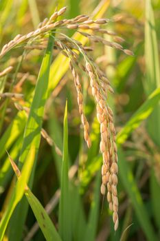 Close up of golden ear of rice getting ripe on paddy rice field,North Italy.