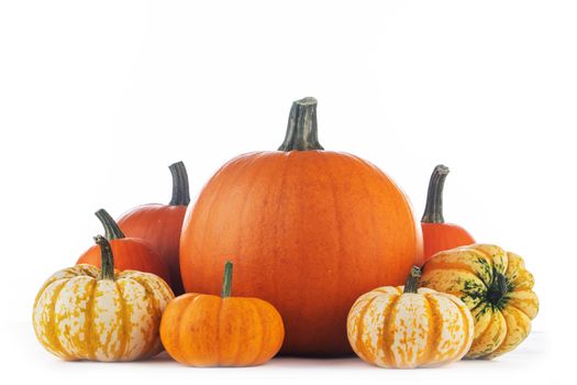 Assortiment of autumn harvested pumpkins isolated on white background , Halloween holiday concept