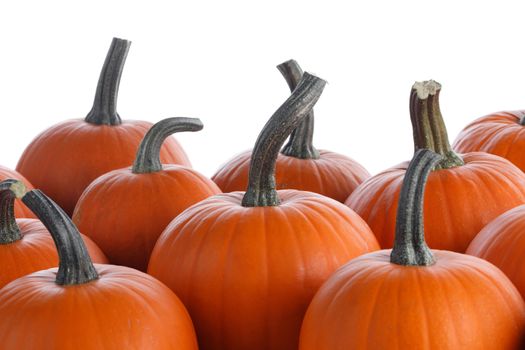 Heap of many orange pumpkins isolated on white background , Halloween concept