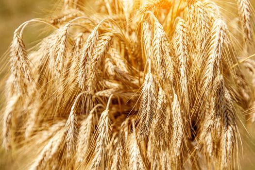 Rural scenery. Background of ripening ears of wheat field and sunlight. Crops field.