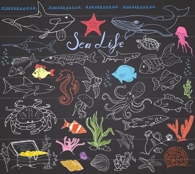 Big sea life animals hand drawn sketch set. doodles of fish, shark, octopus, starfish and crab, whale and sea turtle, seahorse and seashells and lettering, on chalkboard.