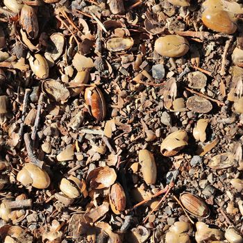 High resolution seamless texture of a forest ground with autumn leaves and nuts