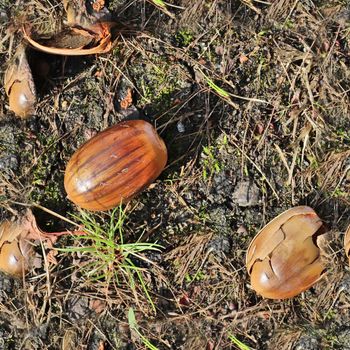 High resolution seamless texture of a forest ground with autumn leaves and nuts