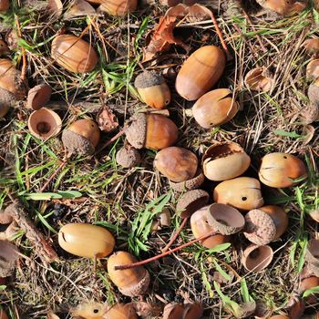 High resolution seamless texture of a forest ground with autumn leaves and nuts