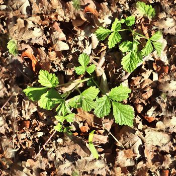 High resolution seamless texture of a forest ground with autumn leaves and nuts