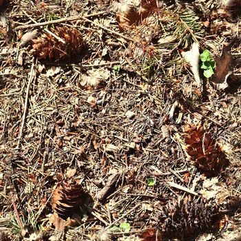 High resolution seamless texture of a forest ground with autumn leaves and nuts