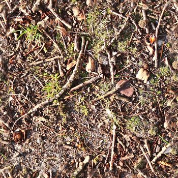 High resolution seamless texture of a forest ground with autumn leaves and nuts