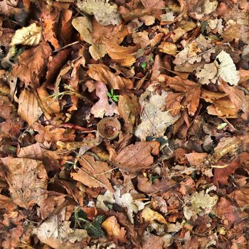 High resolution seamless texture of a forest ground with autumn leaves and nuts