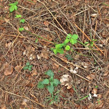 High resolution seamless texture of a forest ground with autumn leaves and nuts